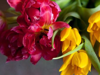Top 26 Most Beautiful Tulip Flowers